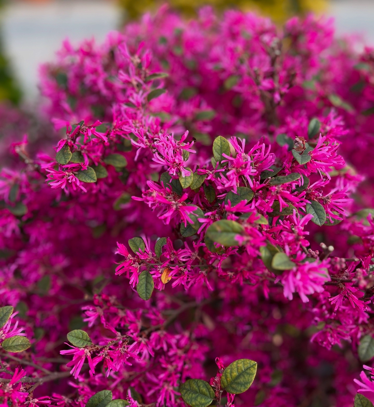Pink Loropetalum chinense flowers