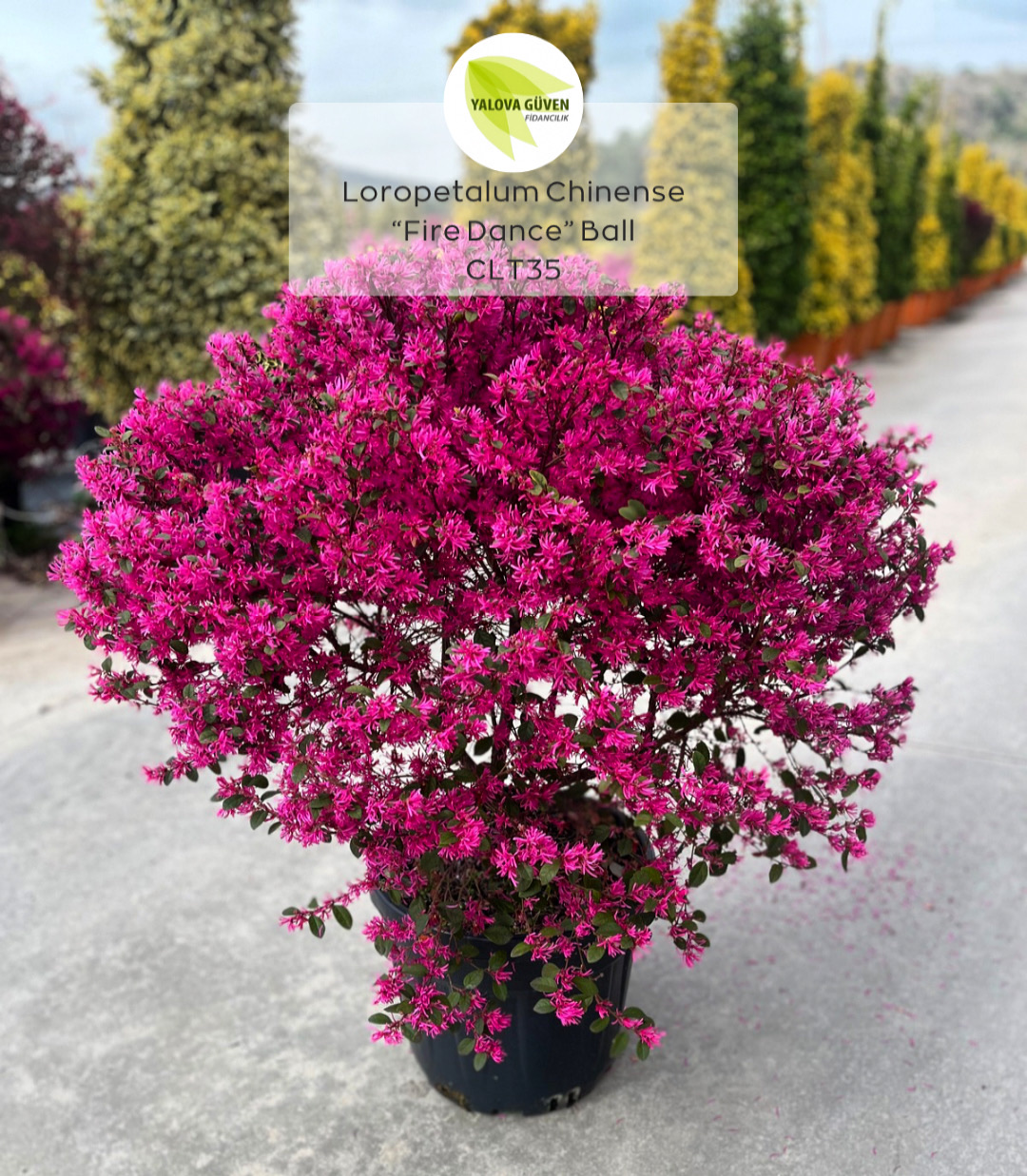 Loropetalum chinense 'Fire Dance' ball form
