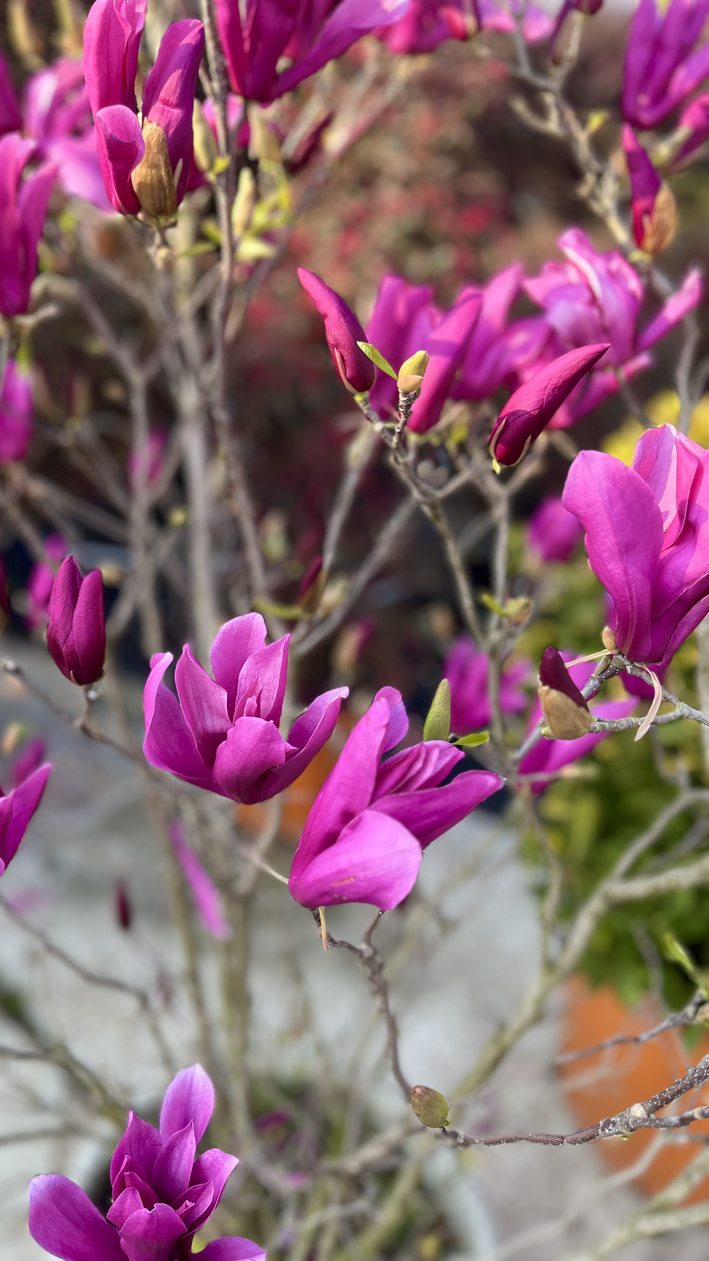 Pink flowering ornamental plant
