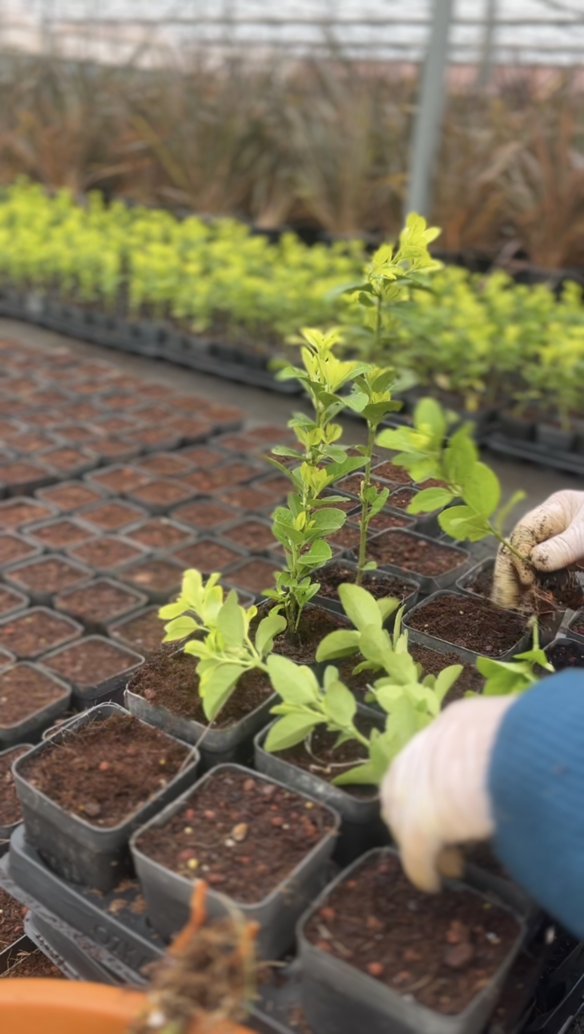 Young plants rooting in propagation trays