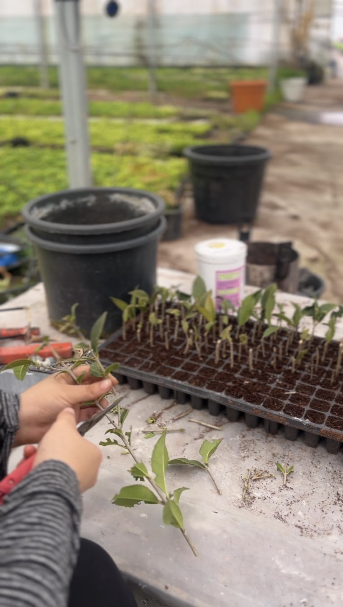 Team members at Yalova Güven Fidancılık planting young plants
