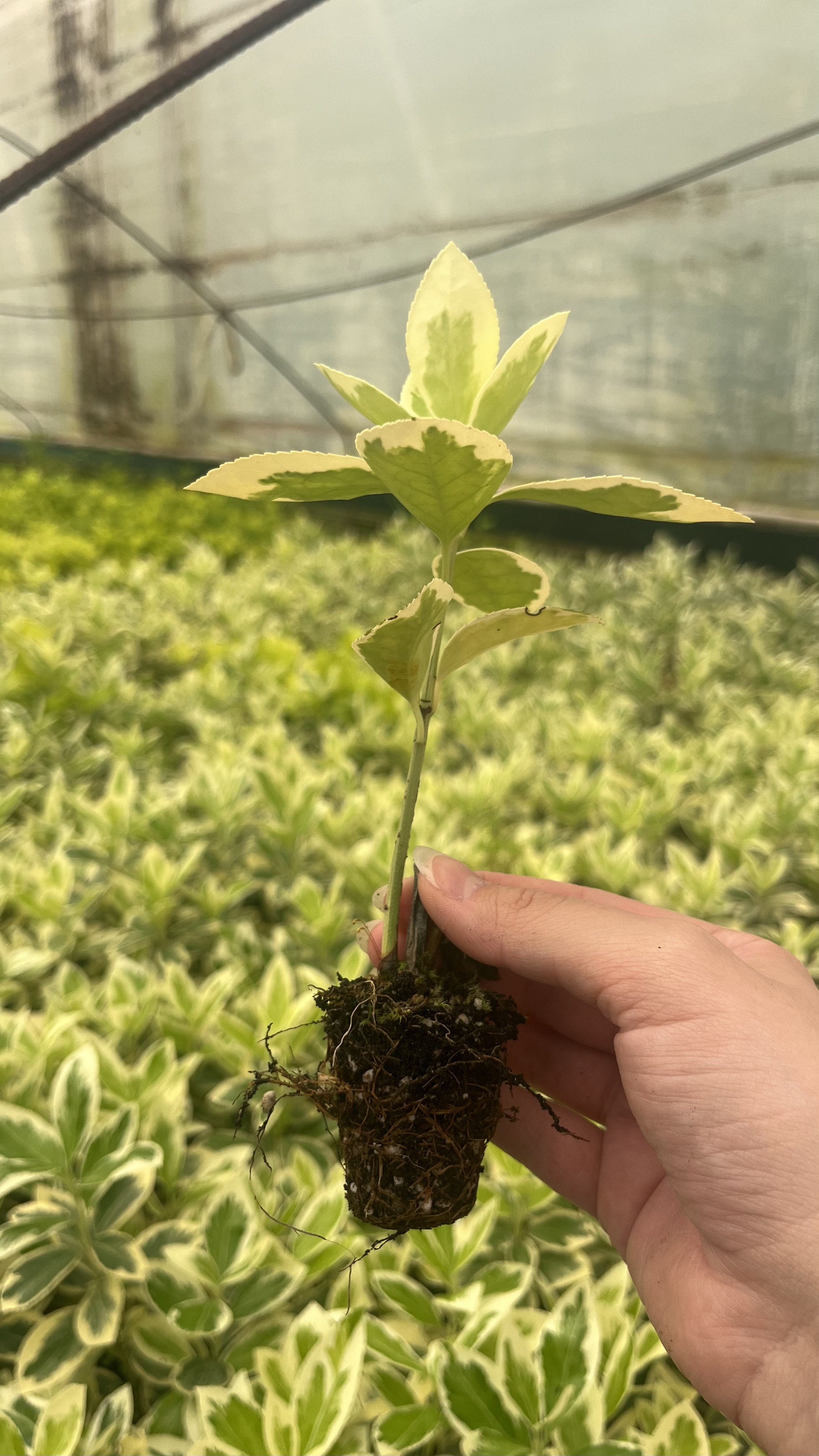 Freshly rooted Euonymus cutting