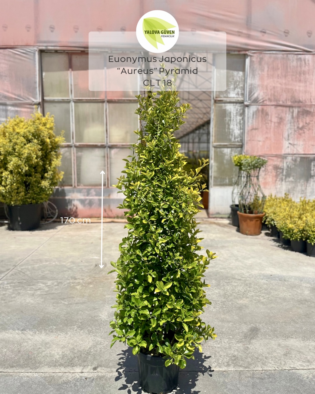 Euonymus japonicus 'Aureus' pyramid topiary