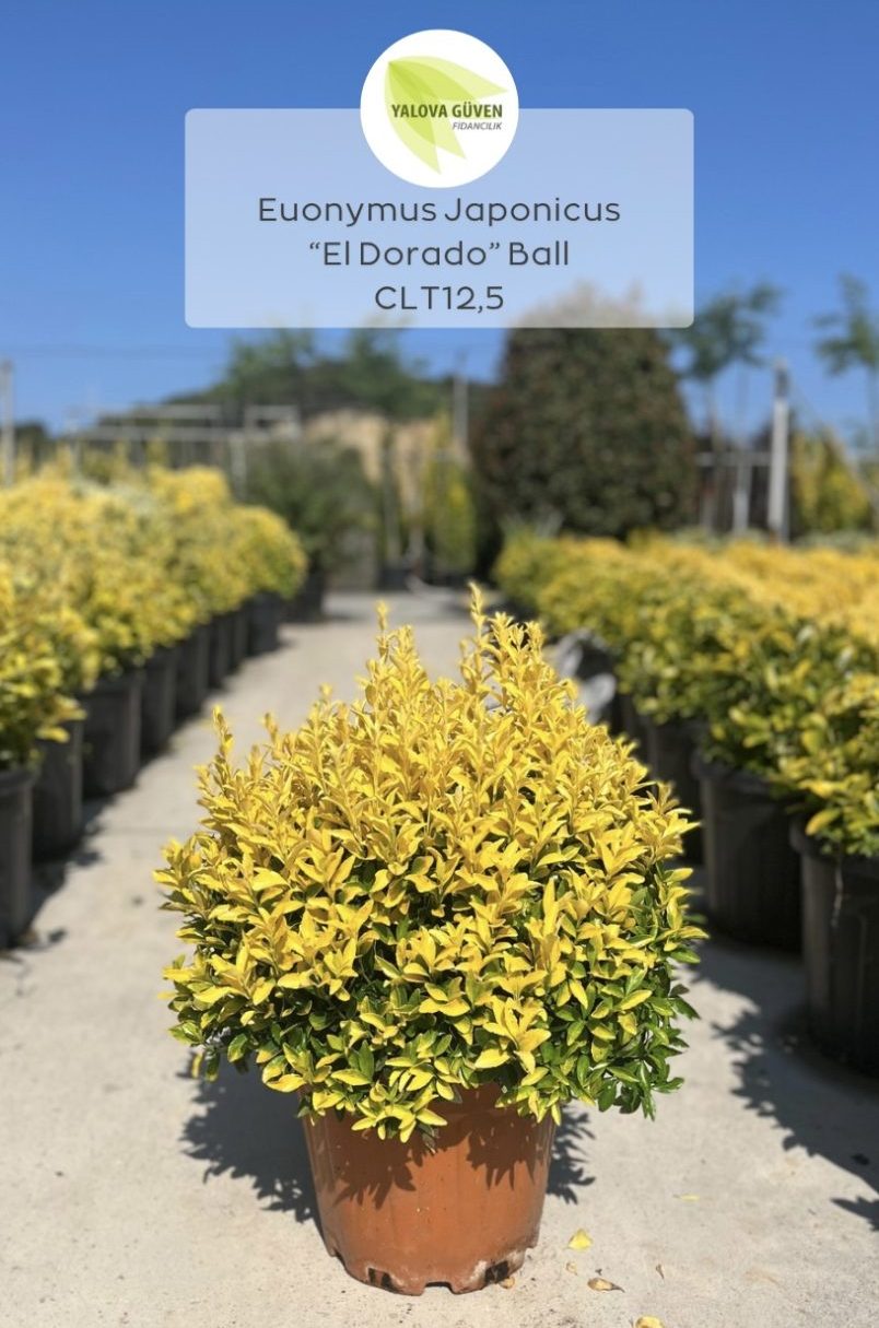 Euonymus japonicus 'El Dorado' ball topiary in rows