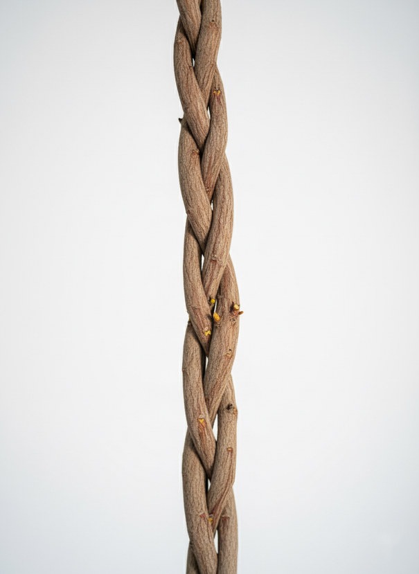 Close-up of the braided stem