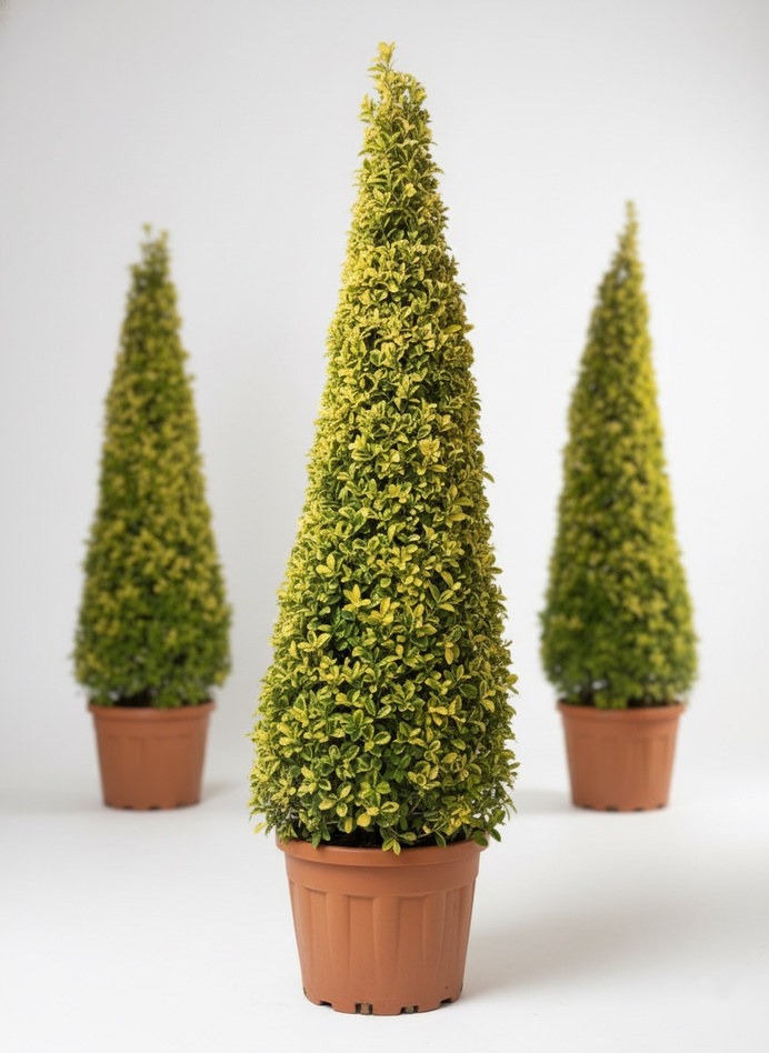 Euonymus japonicus 'Aureus' pyramid topiary plants