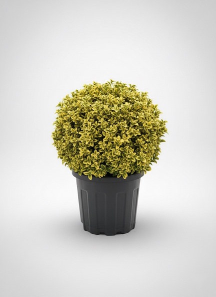 Euonymus japonicus 'Aureus' top form, saksıda