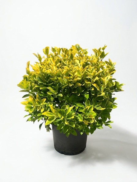 Euonymus japonicus 'Aureus' küçük saksıda genç bitki