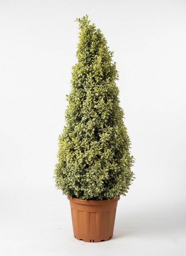 Euonymus japonicus 'Bravo' pyramid topiary in a pot