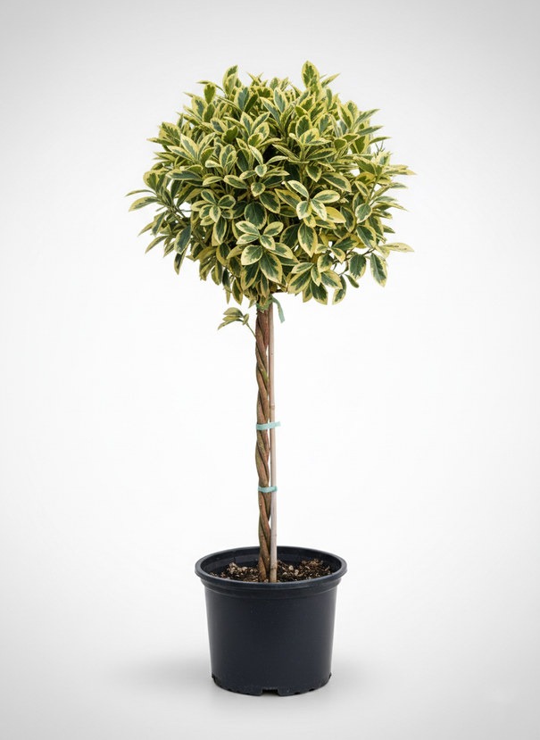 Euonymus japonicus 'Bravo' spiral-stem standard