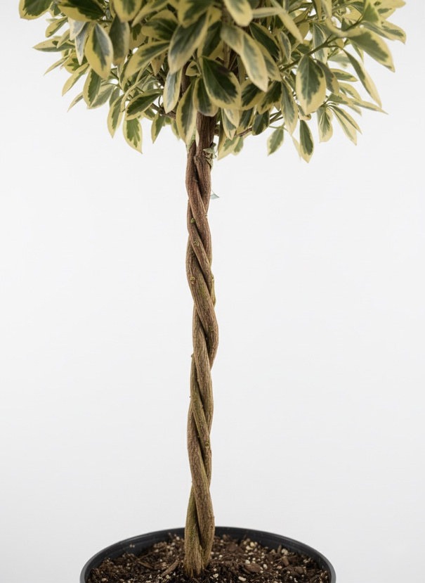 Close-up of the spiral stem