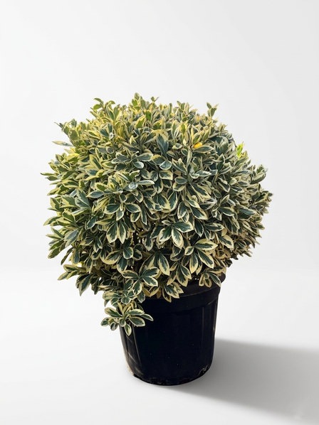 Euonymus japonicus 'Bravo' ball topiary in a pot