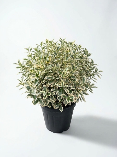 Euonymus japonicus 'Bravo' top form, krem-yeşil yapraklar