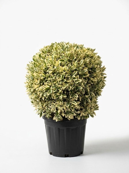 Euonymus japonicus 'Bravo' yoğun top form