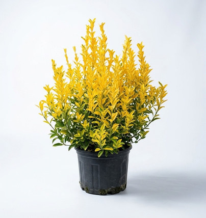 Euonymus japonicus 'El Dorado' parlak sarı yapraklar, küçük saksıda