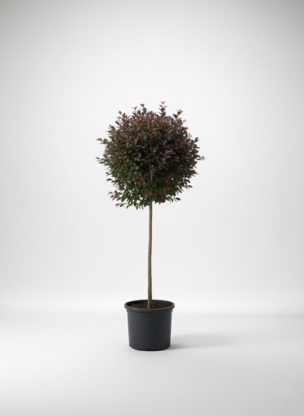 Loropetalum chinense 'Black Pearl' standard form