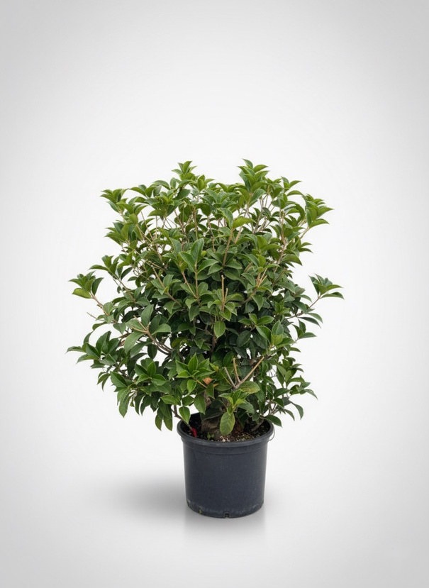 Osmanthus Bakımı: Kokulu Sonbahar Çiçekli Herdem Yeşil Çit Bitkisi