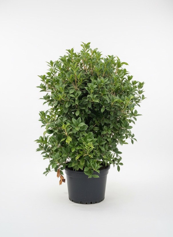 Dense foliage of Osmanthus heterophyllus