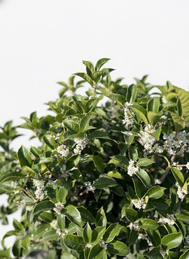 Close-up of fragrant white Osmanthus flowers