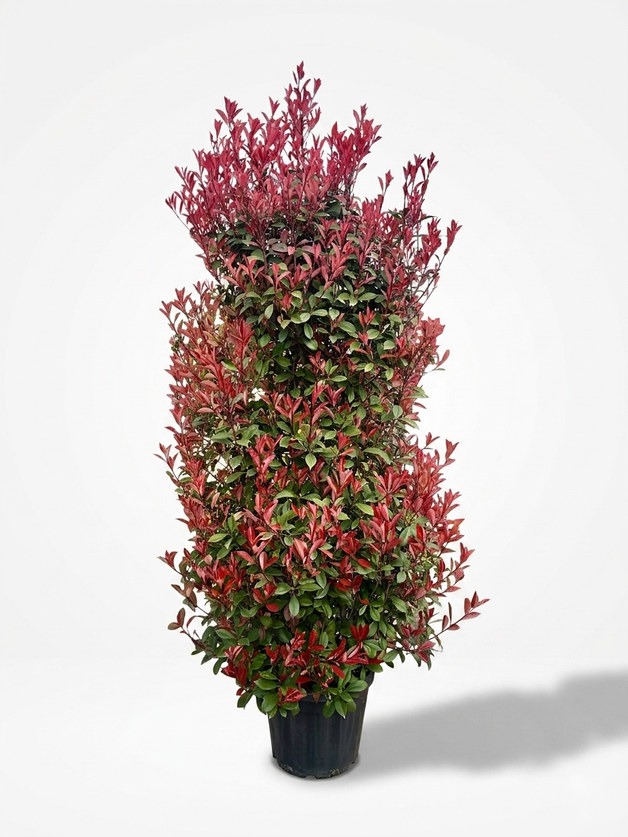 Photinia × fraseri 'Little Red Robin' pyramid topiary