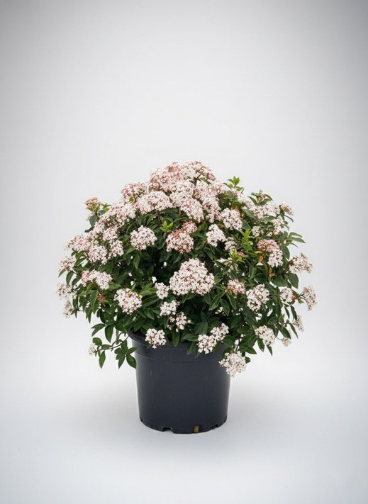 Flowering Viburnum tinus (laurustinus) in a pot